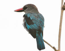 Woodland Kingfisher