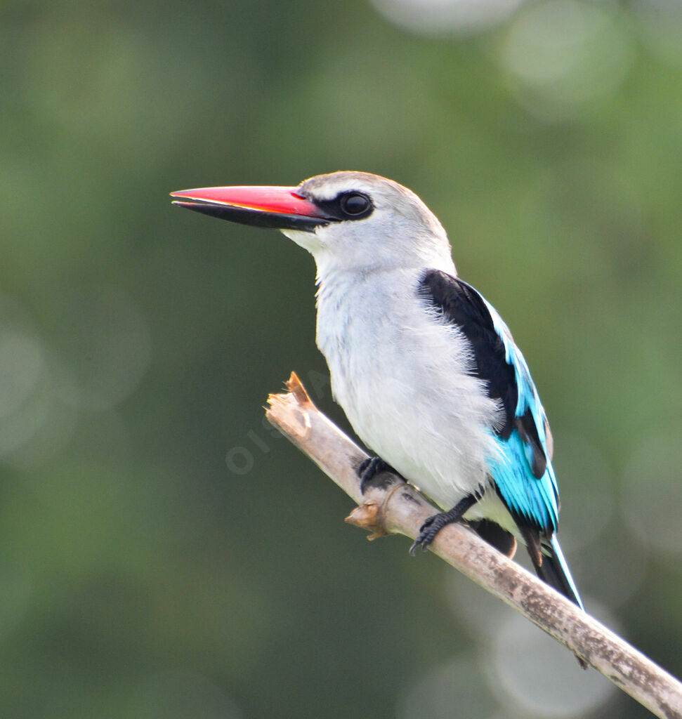 Woodland Kingfisheradult, identification