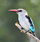 Woodland Kingfisher