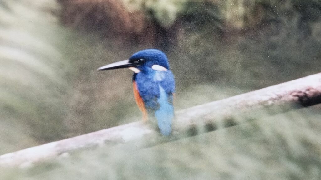 Shining-blue Kingfisher