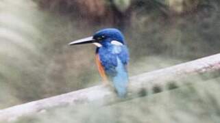 Shining-blue Kingfisher