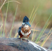 Giant Kingfisher