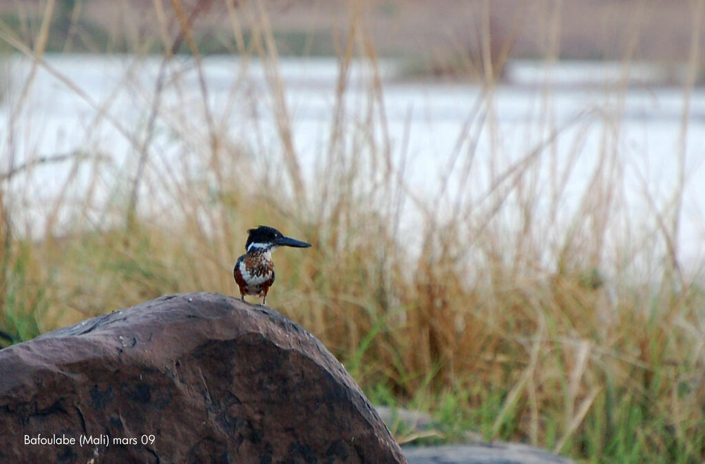 Martin-pêcheur géant femelle immature