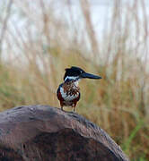 Giant Kingfisher