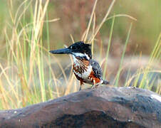 Giant Kingfisher