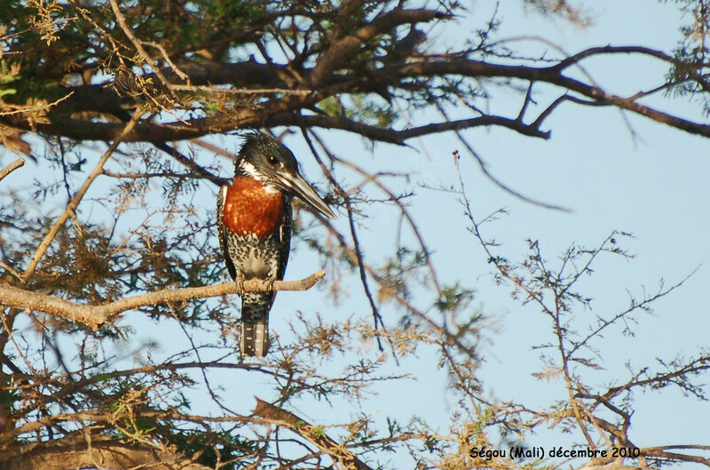 Giant Kingfisher male adult, identification
