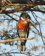 Giant Kingfisher