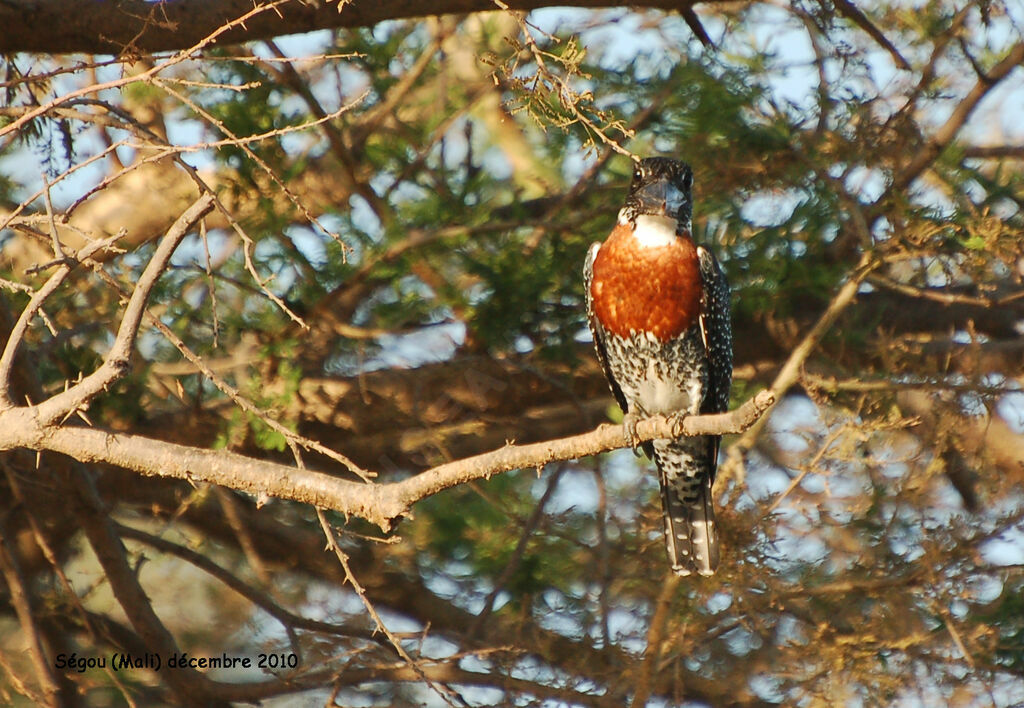 Giant Kingfisher male adult, identification