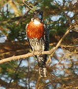 Giant Kingfisher