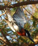 Giant Kingfisher