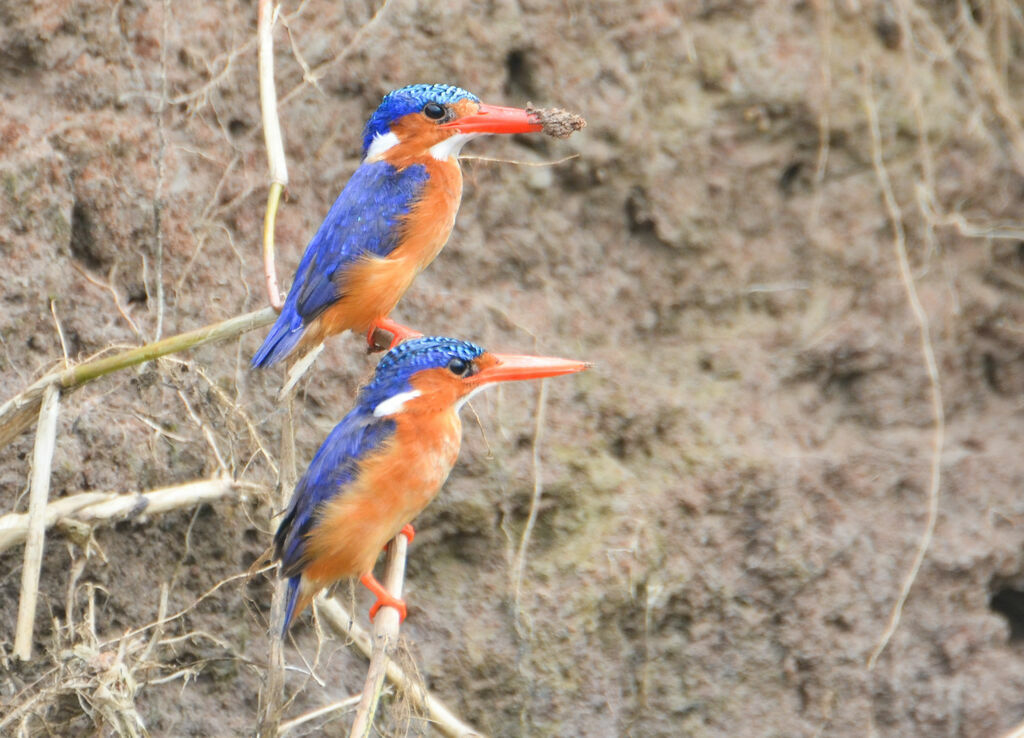 Malachite Kingfisher adult, identification, Behaviour