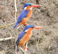 Malachite Kingfisher