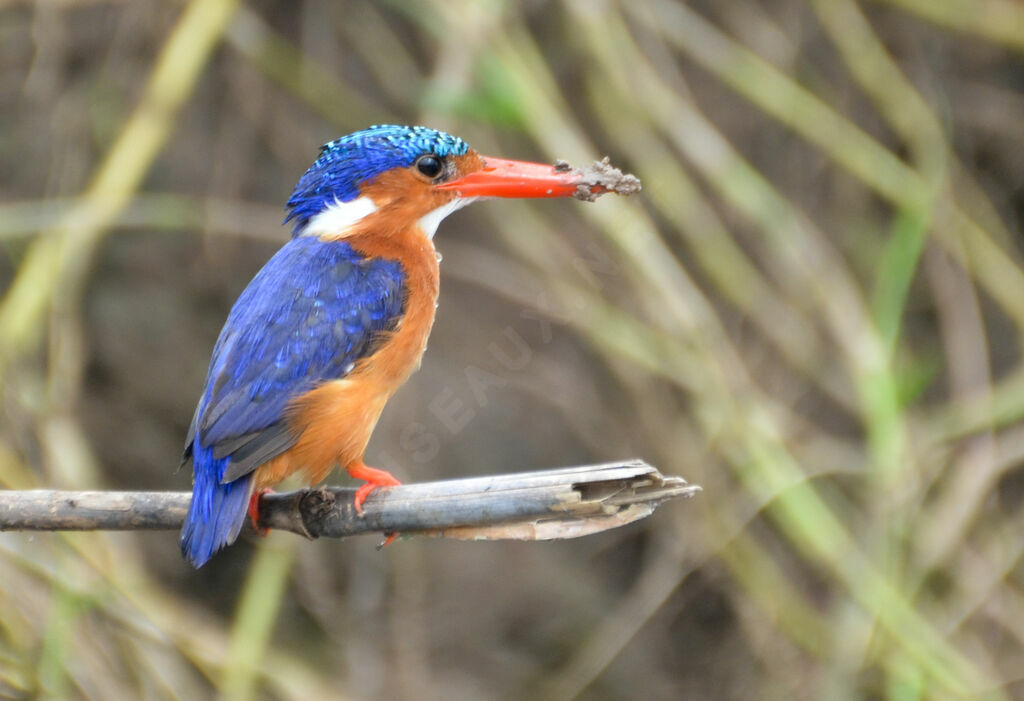 Malachite Kingfisheradult