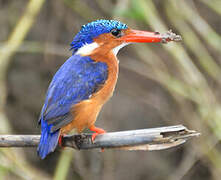 Malachite Kingfisher