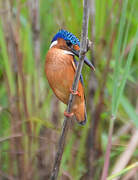 Malachite Kingfisher