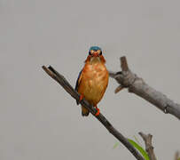 Malachite Kingfisher