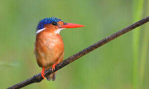 Malachite Kingfisher