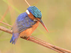 Malachite Kingfisher