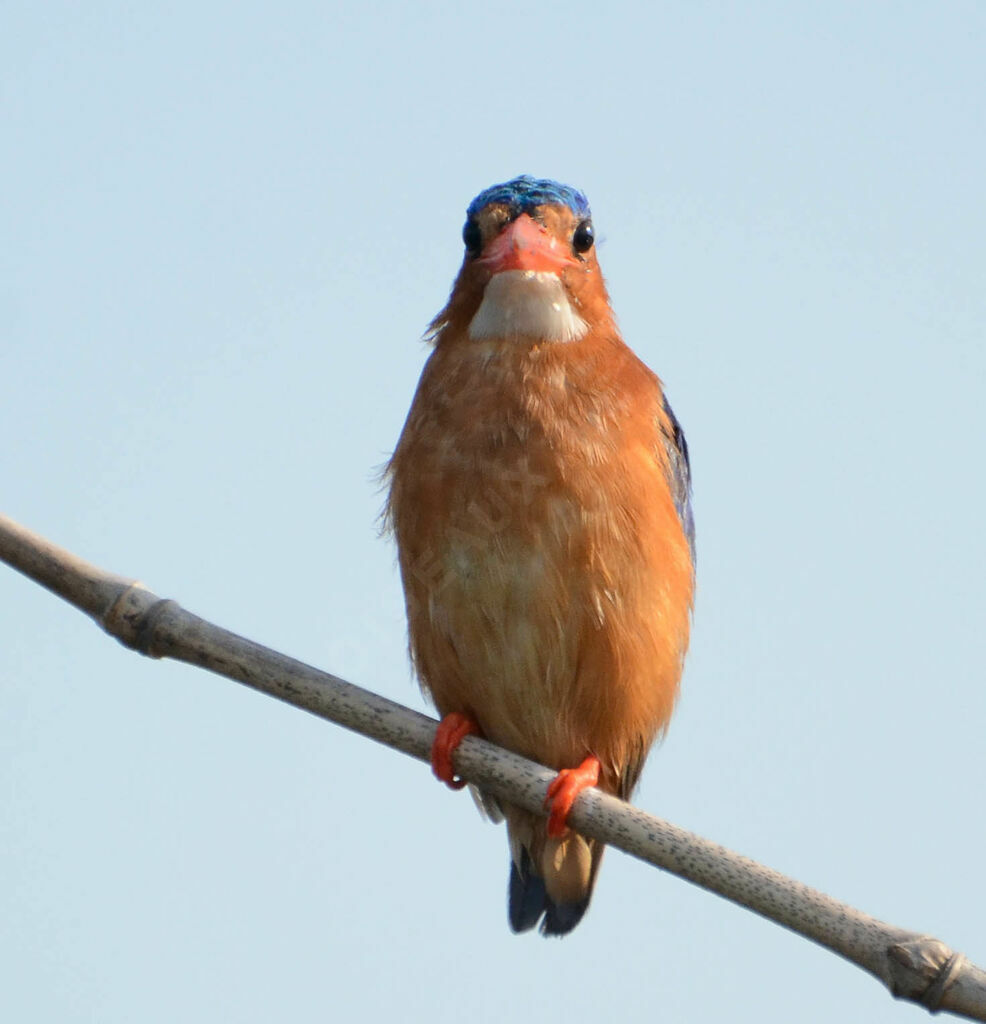 Martin-pêcheur huppéadulte, identification