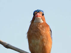 Malachite Kingfisher