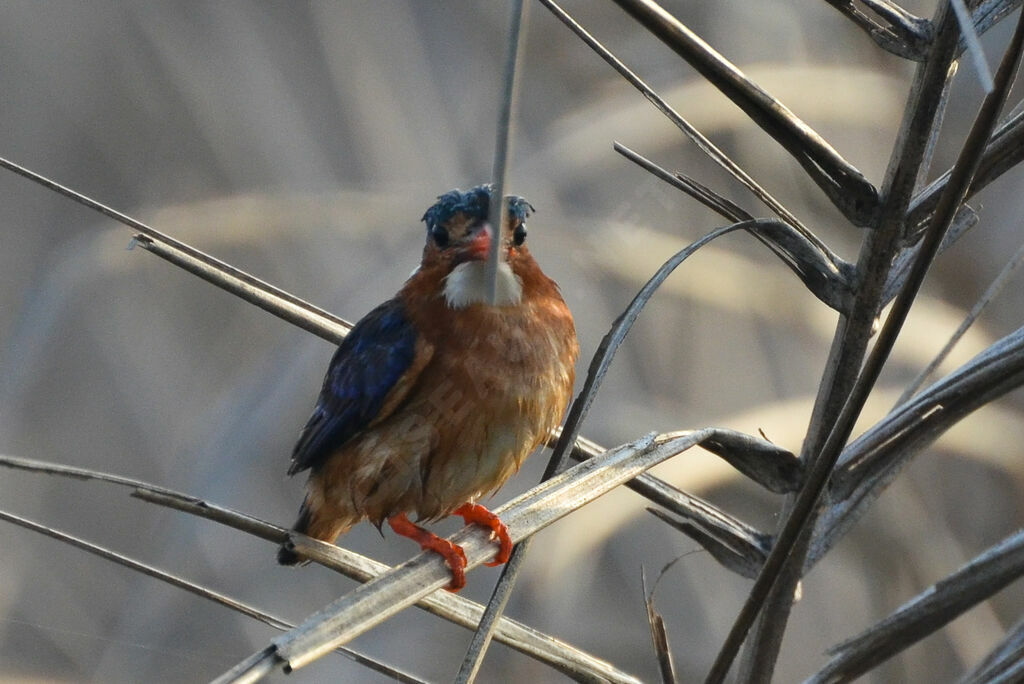 Martin-pêcheur huppéadulte, identification