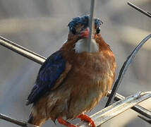 Malachite Kingfisher