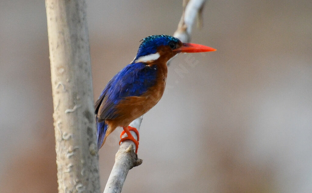 Martin-pêcheur huppéadulte, identification