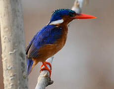 Malachite Kingfisher