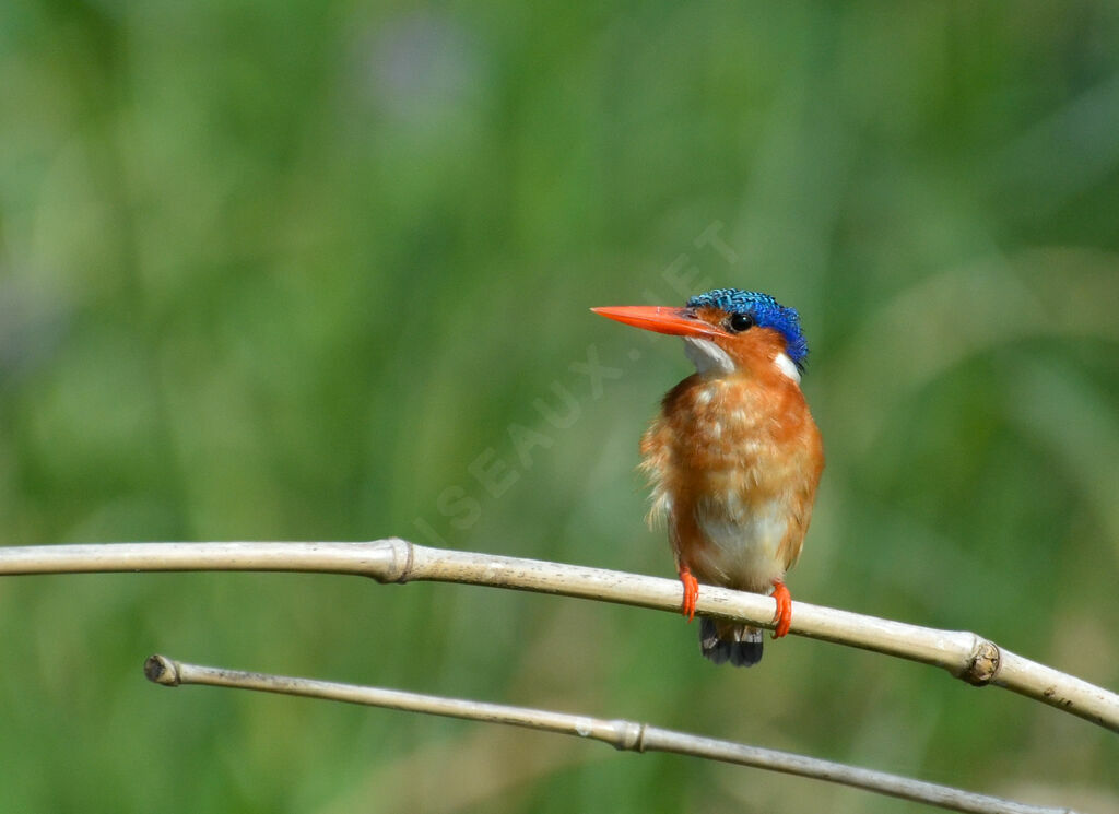 Malachite Kingfisheradult breeding, identification