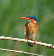 Malachite Kingfisher