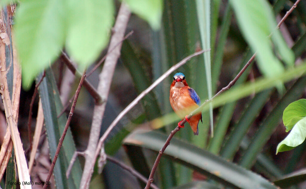 Malachite Kingfisheradult