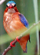 Malachite Kingfisher