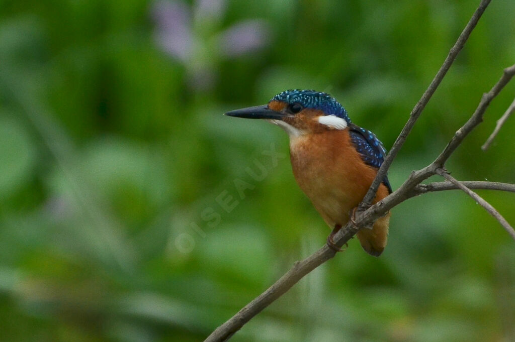 Martin-pêcheur huppéimmature, identification