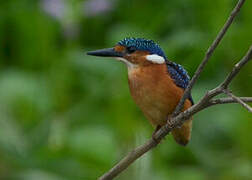 Malachite Kingfisher