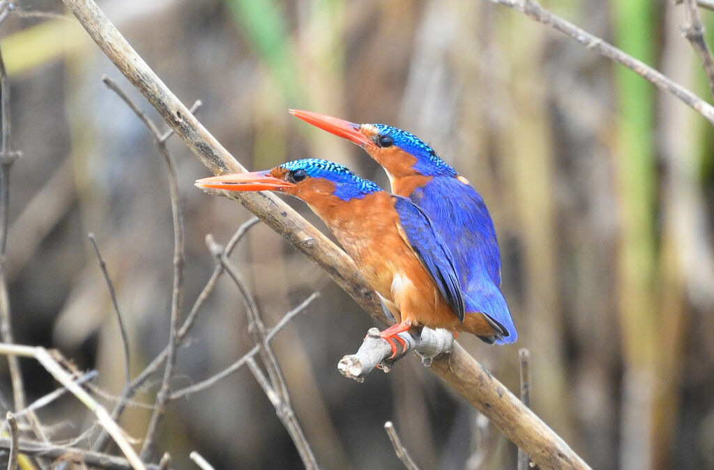 Malachite Kingfisheradult