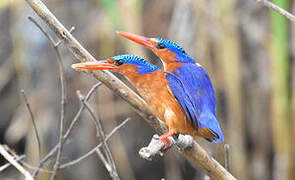 Malachite Kingfisher