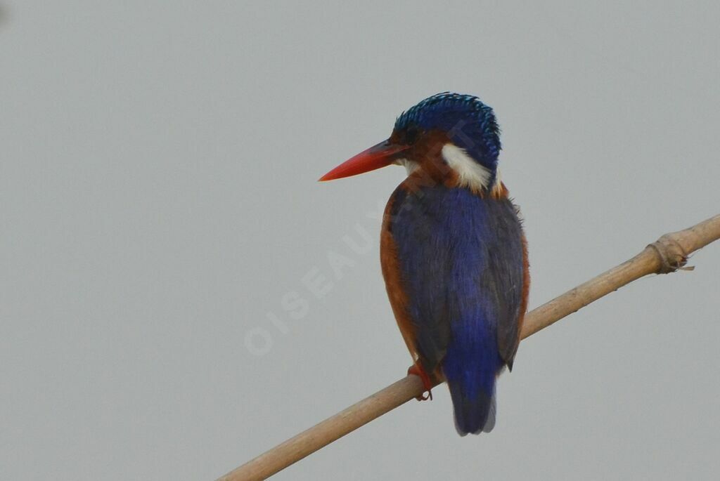 Malachite Kingfisheradult, identification