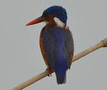 Malachite Kingfisher