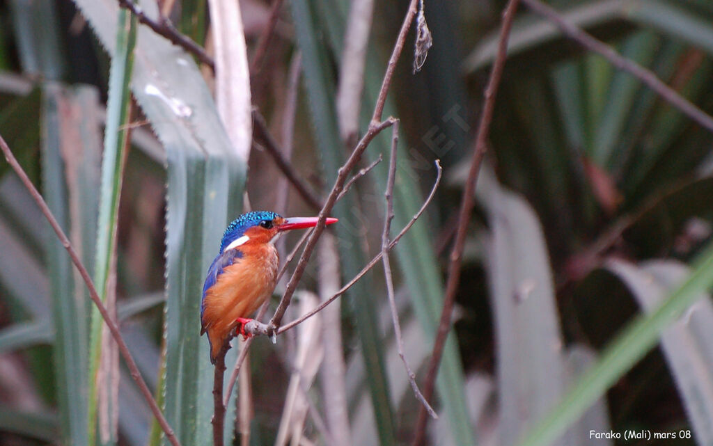 Malachite Kingfisheradult