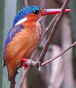 Malachite Kingfisher