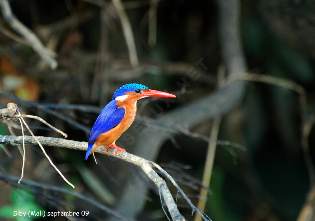 Martin-pêcheur huppéadulte, identification