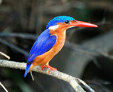 Malachite Kingfisher