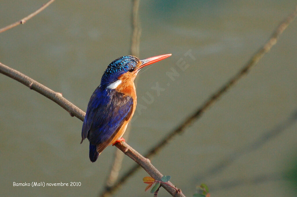 Martin-pêcheur huppé, identification