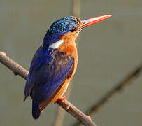 Malachite Kingfisher