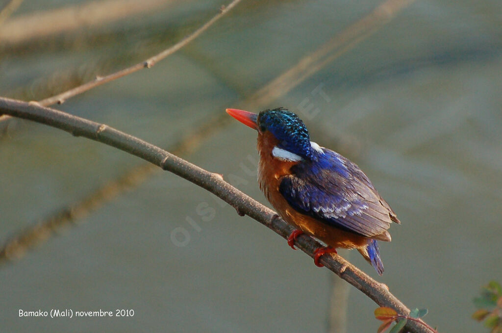 Martin-pêcheur huppé, identification