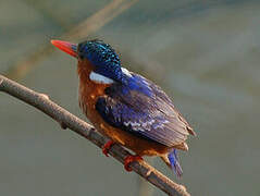 Malachite Kingfisher