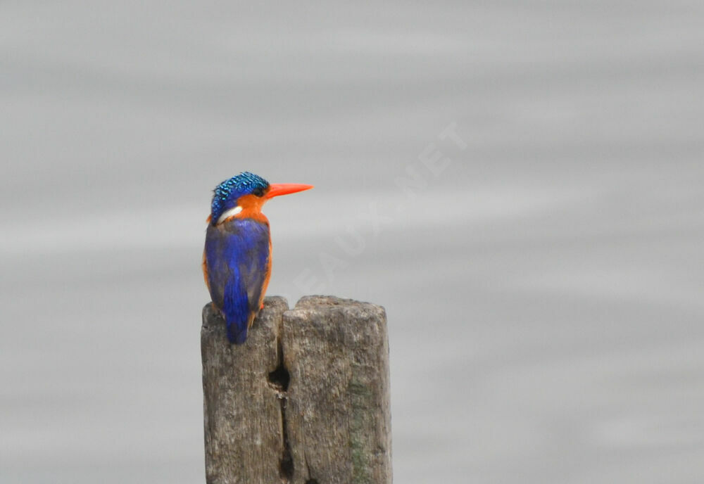 Martin-pêcheur huppéadulte, identification