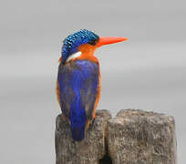 Malachite Kingfisher