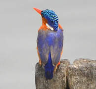 Malachite Kingfisher