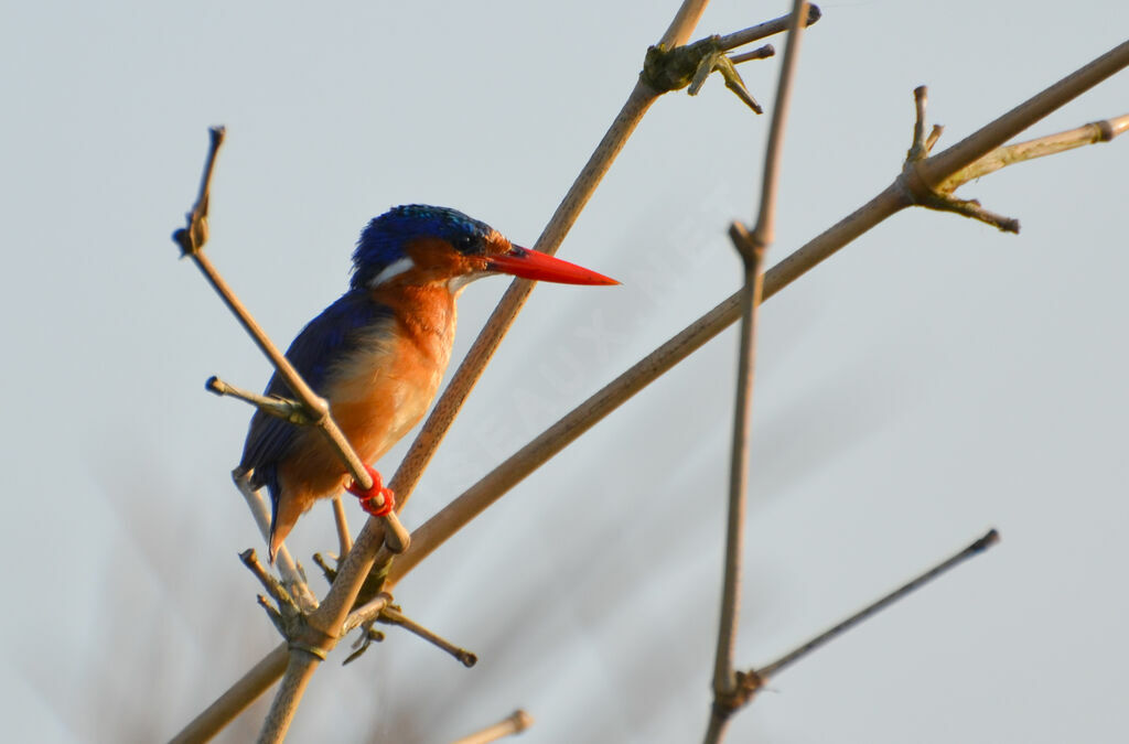 Malachite Kingfisheradult, identification